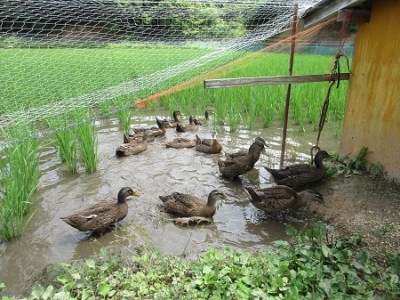 【令和6年度産 受付開始】【10月以降順次発送】島根県飯南町産コシヒカリ カモしゃん米 5kg【アイガモ農法 農薬不使用 安心 米 コメ こしひかり Ａ-53】