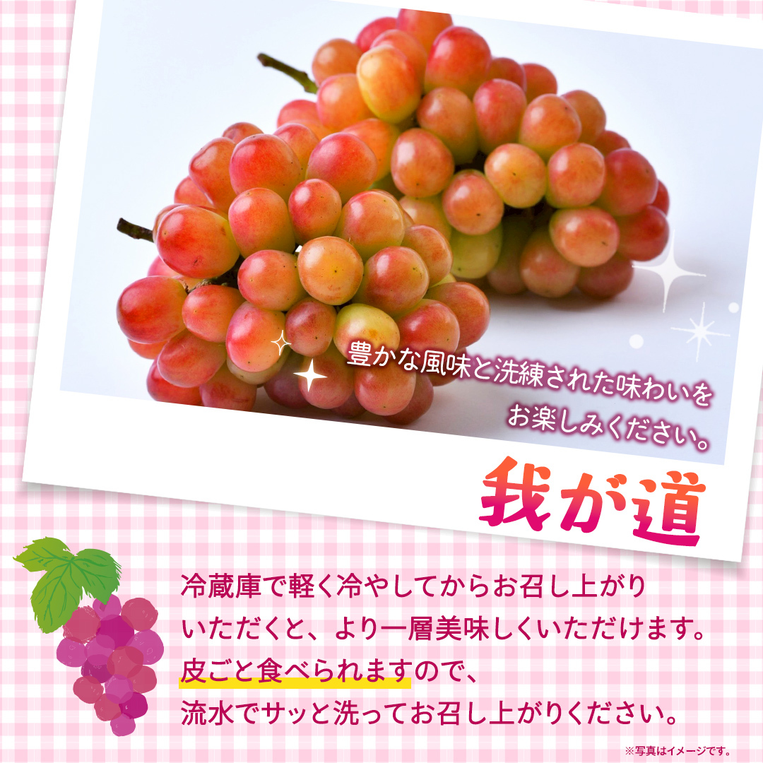 我が道 約1.3kg （約2房）【2026年8月より発送開始】（茨城県共通返礼品 [ぶどう]：結城市産） ぶどう ブドウ 葡萄 我が道 黒ぶどう 皮ごと 高級 国産 ふるさと納税 [FC19-NT]_