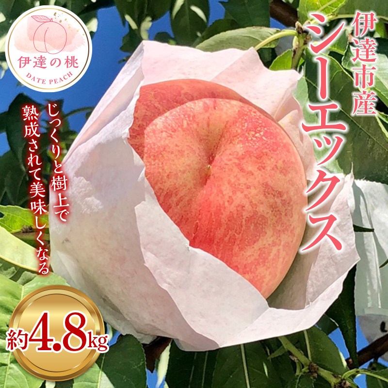 【2026年出荷分先行予約】福島県産 シーエックス 約4.8kg (11～16玉) あかい果樹園 大玉 固め 伊達の桃 桃 フルーツ 果物 もも モモ momo F20C-908