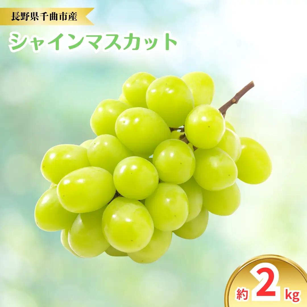【2026年先行予約】シャインマスカット 約2kg｜ぶどう 大粒 白ぶどう 種無し 皮ごと 信州 長野県 千曲市