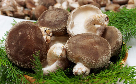 原木しいたけ三昧セット 椎茸 国産 岐阜 白川町 / 清水しいたけ園[AWAY001]