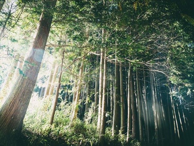 木のブックカバー「TREE/スギ・ヒノキ」文庫本サイズ｜読書 趣味 おしゃれ ギフト プレゼント 贈り物 日本製 国産 愛媛 久万高原町