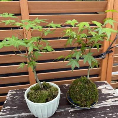 ふるさと納税 豊後大野市 苔玉1個 苔盆栽1個(もみじ) 合計2個セット |  | 01