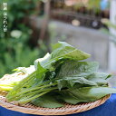 【ふるさと納税】いわき浜の野菜セット（いわき市産の野菜詰め合わせセット）