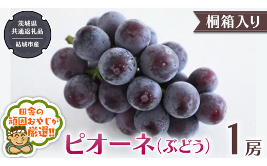 
            【 桐箱入り 】ピオーネ（ ぶどう ） 1房 【2025年8月から発送開始】（茨城県共通返礼品 [ぶどう]：結城市産）  ぶどう ピオーネ 果物 フルーツ 季節 旬
          