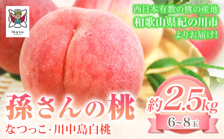 【先行予約】桃 もも 孫さんの桃(なつっこ・川中島白桃)約2.5kg(6~8玉) イクス産業《7月上旬-8月中旬頃より出荷予定》 和歌山県 紀の川市