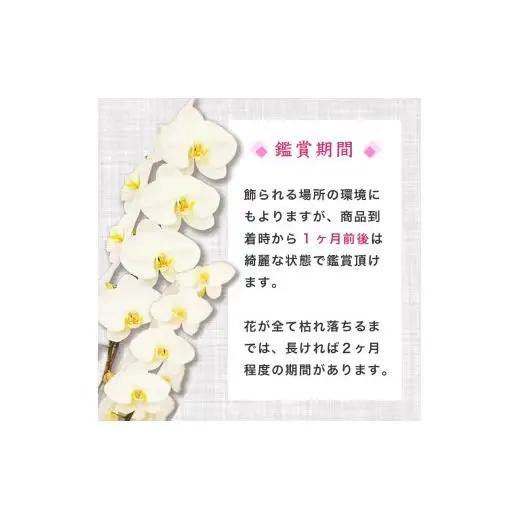 指定日配達 胡蝶蘭 7本立て 紅白 花