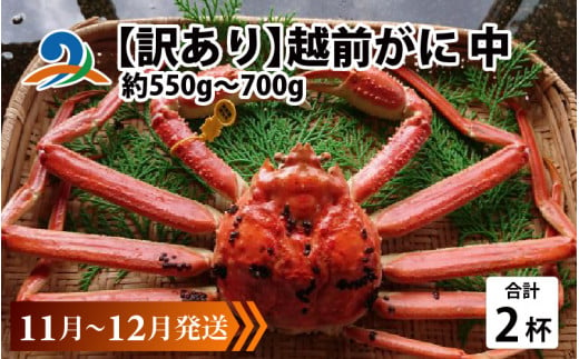 【先行予約】【訳あり】 越前がに 中 (約550g～700g)×2杯【11月～12月発送】