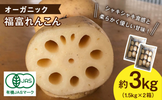 【先行予約】【節切り】（洗い）希少なオーガニック 福富れんこん 約3kg（1.5kg×2箱）【中島農園】 [IBC004]