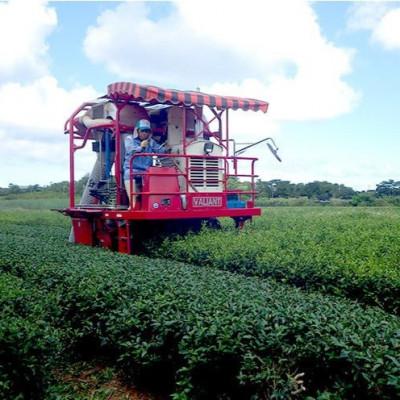 ふるさと納税 名護市 令和7年産 JAおきなわ 呉我銘茶 200g×2袋 |  | 03