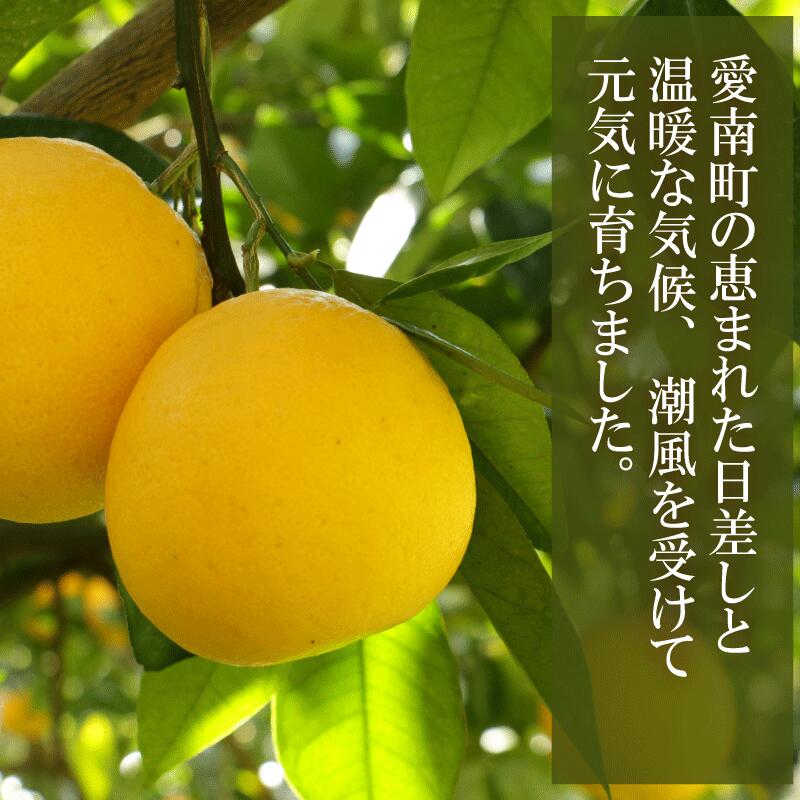 訳あり 河内晩柑 7.5kg サイズミックス 7000円 みかん かわちばんかん ミカン mikan わけあり 愛南ゴールド 家庭用 あいなん ゴールド 美生柑 文旦 派生 和製 グレープフルーツ 産