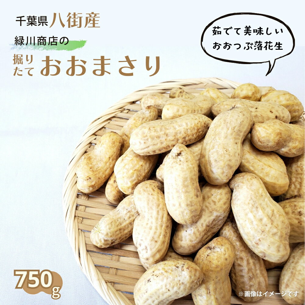 【ふるさと納税】落花生 掘りたて 生落花生 「 おおまさり 」 750g （250g×3袋）八街産落花生 落花生おおまさり 落花生緑川商店 千葉県 落花生生 新豆