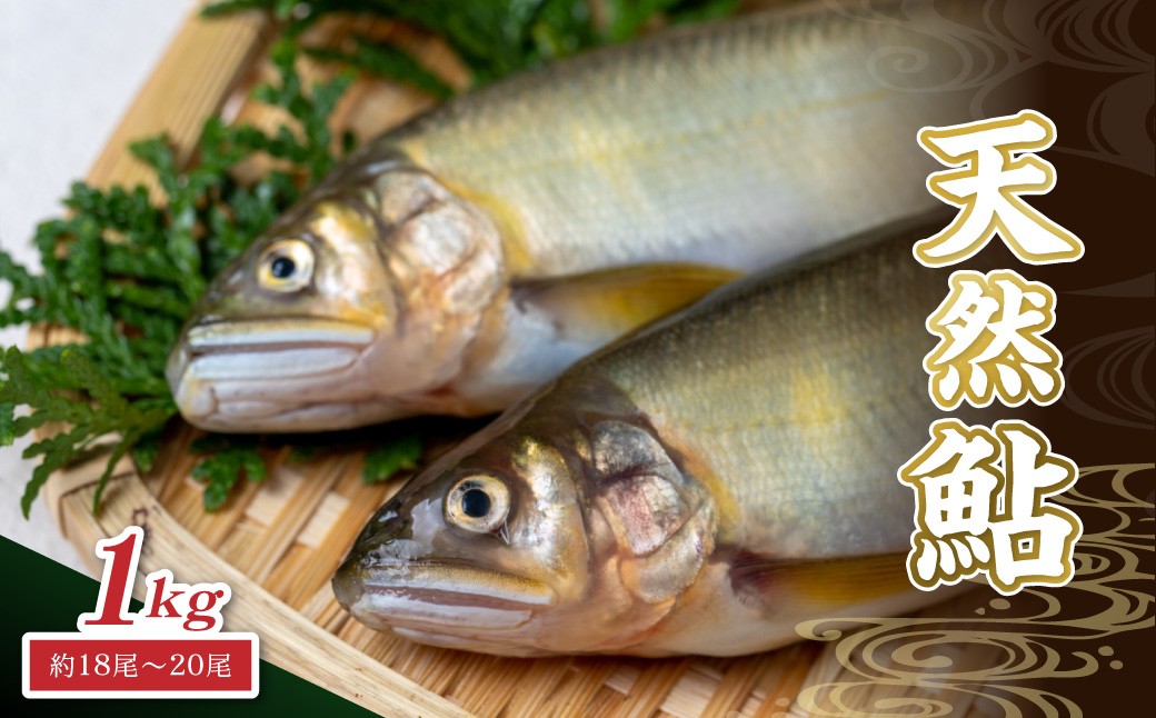 
                  【先行予約】八戸川 天然鮎（1kg）＜2026年6月10日よりお届け＞ 先行予約 魚 川魚 あゆ 天然 【192_2002】
                