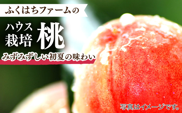 【2025年5月下旬〜順次発送】【南島原 の特別栽培】 小玉ハウス 桃（Mサイズ：4パック） / 桃 もも モモ ピーチ 1.2kg デザート 旬 フルーツ 柔らかい 果物 / 南島原市 / ふくはち