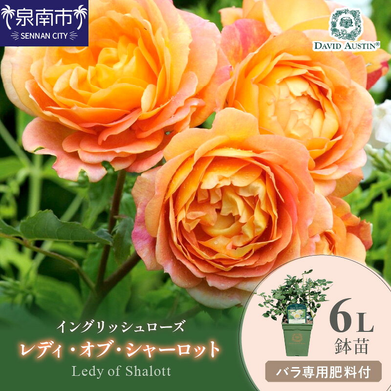【ふるさと納税】【イングリッシュローズ】デビッド・オースチン レディ・オブ・シャーロット 6L鉢苗（バラ専用肥料付）