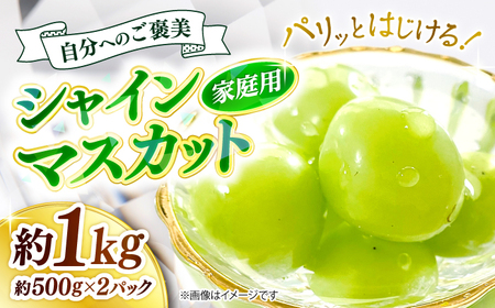 【先行予約】【9月中旬から9月末に順次発送】 訳あり シャインマスカット 1kg 露地[APCM005] シャインマスカット シャインマスカット シャインマスカット シャインマスカット シャインマスカット