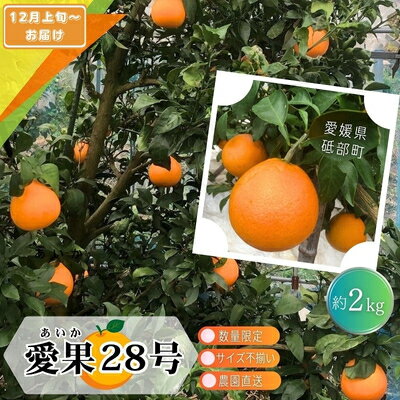 【ふるさと納税】【先行予約 数量限定】訳あり愛果28号 サイズ不揃い 約2kg 約10玉前後 12月上旬頃から順次発送＜家庭用 農園 直送 みかん 柑橘 旬にお届け 先行 受付 砥部町 愛媛 2キロ 箱＞　お届け：2025年12月上旬～下旬