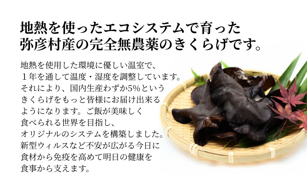 新潟県弥彦村産 越のうさぎ 生きくらげ(250g×4パック)＜栽培期間中農薬不使用＞ | 手のひらサイズ 大きい 肉厚食感 プリプリ きくらげ 木耳 キクラゲ きのこ キノコ 歯ごたえ 新潟県 弥彦村