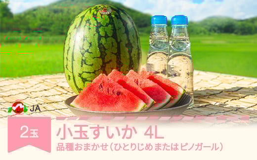 先行予約 小玉 すいか 4L×2玉入り 2026年産 令和8年産 品種おまかせ ひとりじめ または ピノガール ja-sukox2
