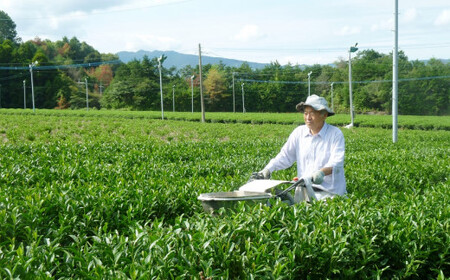 食べて栄養価の高い野菜になる美味しい高級八女煎茶　071-001