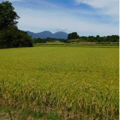 ふるさと納税 小諸市 御牧ヶ原産 こしひかり 精米 10kg |  | 01