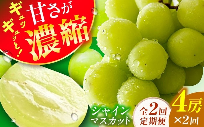 
                  【2回定期便】シャインマスカット2回定期便 広川町 / JAふくおか八女農産物直売所どろや [AFAB092]
                