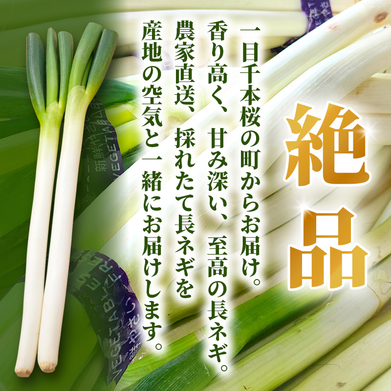 長ねぎ 約5kg 新鮮 野菜 ねぎ 葱 野菜 やさい 新鮮 鍋 薬味 焼きネギ 業務用 家庭用 宮城県 大河原町