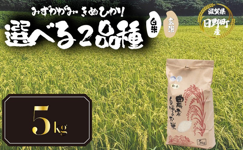 
                  【 新米 先行予約 】 選べる 品種 みずかがみ きぬひかり 5kg 白米 / 玄米  2026年産 キヌヒカリ 国産 滋賀県 日野町 農家直送 お米 精米 おこめ こめ 米 ご飯 おにぎり お弁当 弁当 kome R8年 R8 8年産 ハクマイ げんまい しんまい おこめ こめ 米 オコメ 10000円 以下 産地直送 日野町産米 産地直送 ふるさと納税
                