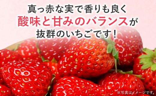 【2027年2月より順次発送】 農家直送　完熟いちご2パック（紅ほっぺ）