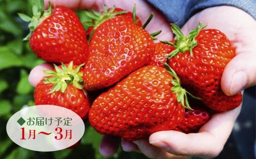 訳あり　いわき市産いちご　草野いちご園のいちごの詰め合わせ1kg（250g×4P）（中身はお任せ）