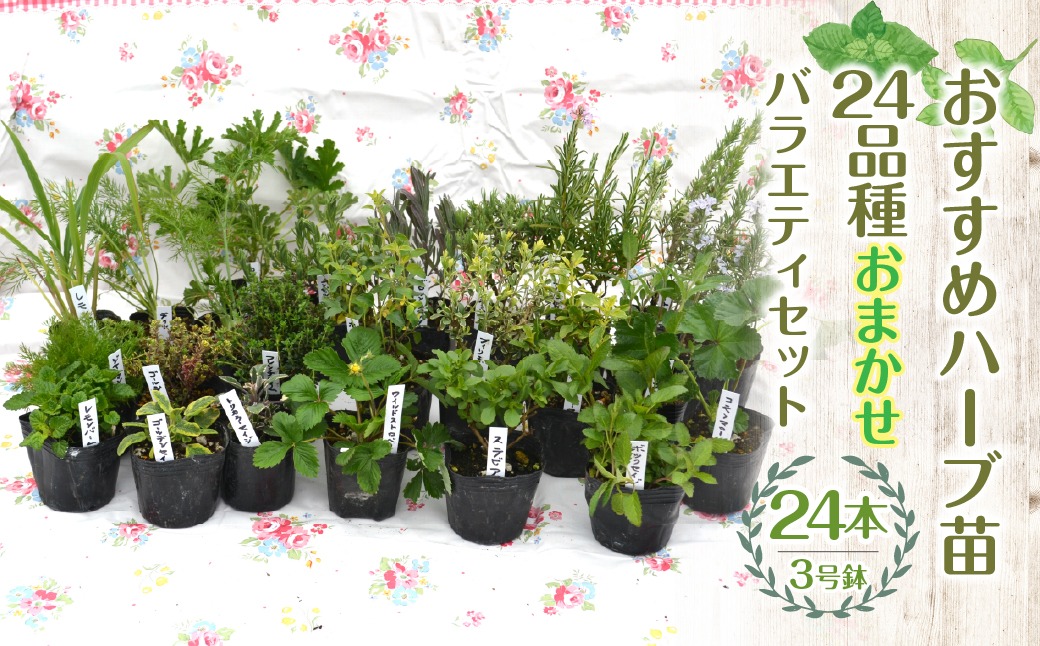 【ハーブショップYOU'樹】【おまかせセット】おすすめハーブ苗3号ポット24種バラエティセット SWBE015