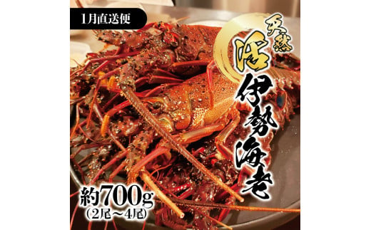 1月直送便 土佐獲れ 活伊勢海老 約700g（２尾～４尾） 天然 エビ　えび 伊勢エビ 海鮮 お刺身 刺し身 丸焼き しゃぶしゃぶ 故郷納税 ふるさとのうぜい 返礼品 高知県 高知 27000円