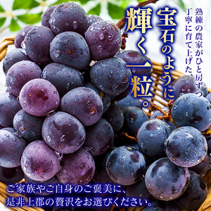 【先行予約】ご自宅用船坂ぶどう 約1kg（2～3房）| 船坂ぶどう ぶどう フルーツ 兵庫県 上郡町 発送は2026年8月16日～2026年10月10日頃予定】