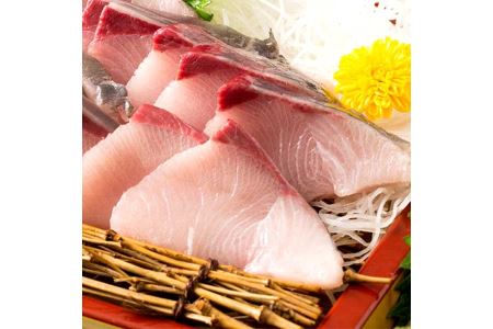 活け〆オリーブぶり1本(四分一カット)【12月頃から出荷開始!】【D-513】