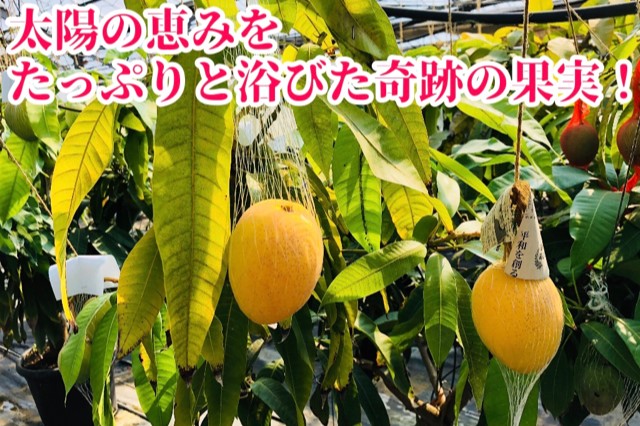 ◆先行予約◆和歌山県産　紀州完熟マンゴー『吉玉』約1kg程度／2～3玉入り【2025年7月中旬から8月下旬頃順次発送予定】【MG20】【mtgn055】