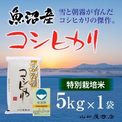ふるさと納税 十日町市 【令和8年産】【厳選☆十日町育ち】“特別栽培米” 魚沼産コシヒカリ　5kg