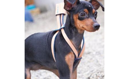 本革スライドコントロールハーネス（超小型～中型犬まで使えます） イエロー