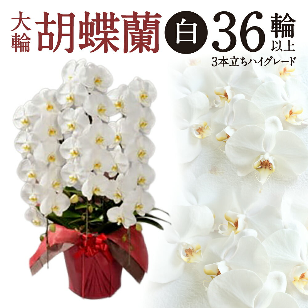 【ふるさと納税】 大輪胡蝶蘭 白 3本立ち ハイグレードタイプ 胡蝶蘭 花 楽天 寄付 返礼品 お歳暮 ギフト プレゼント お祝い 贈り物 ふるさと納税 滋賀県 近江 東近江 AO11 綾羽株式会社