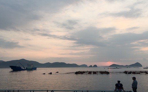結城水産　延岡市島浦島育ちの厳選鮮魚セット　C002