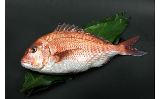 M291　紀州梅まだい２尾（鮮魚）