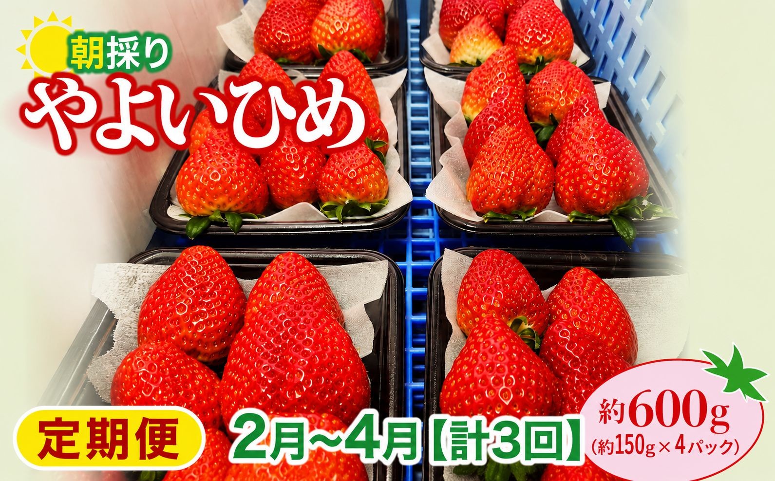 
                  いちご やよいひめ 150gパック×4パック 計600g 計3回 定期便2月～4月 2026年全国いちご選手権入賞 2027年 先行予約  | コク 甘み 朝採れ イチゴ 苺 高品質 たっぷり 新鮮 完熟 旬 ストロベリー 高級 産地直送 果汁 甘い あまい 人気 高評価 高糖度 ごほうび プレゼント 朝採れ やよいひめ 贈答用 あすかファーム 群馬県 前橋市
                