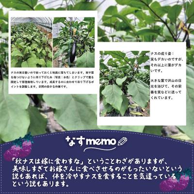 ふるさと納税 大館市 ナス 黒光りする太くて長い! 約2400g |  | 02