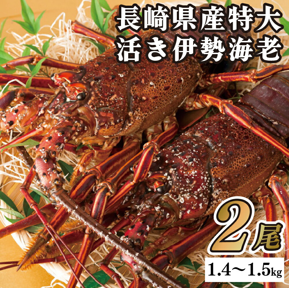 【ふるさと納税】長崎県産 活き伊勢海老 特大サイズ 2尾セット 計約1.4kg～1.5kg 鮮度抜群 刺身用 お味噌汁 ギフト用 高級海鮮 活〆 ぷりぷり 食感 甘み 海の幸 佐世保市 送料無料
