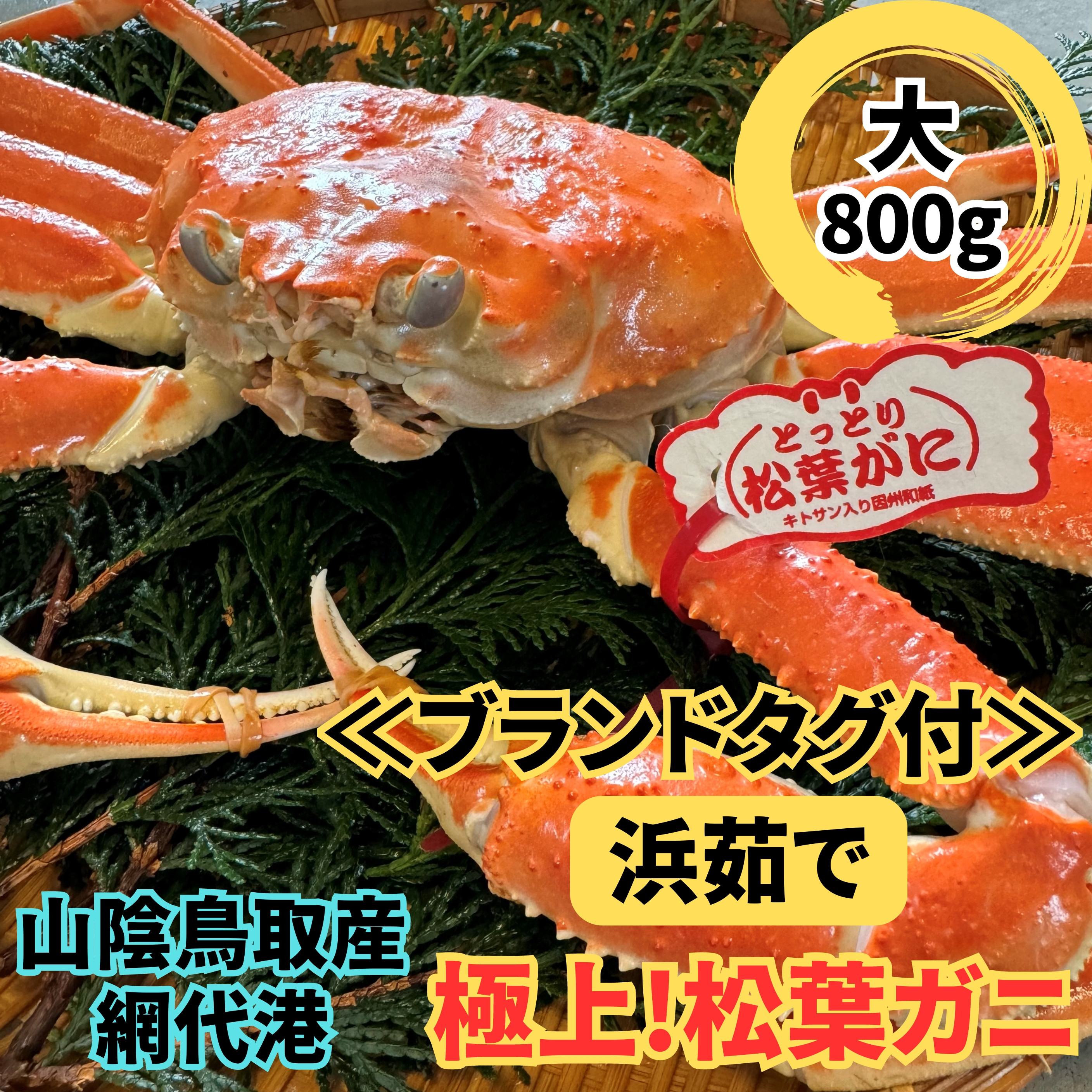 
【22023】鳥取網代港【ブランドタグ付】浜茹で！極上松葉ガニ（大）800g【さかなや新鮮組】
