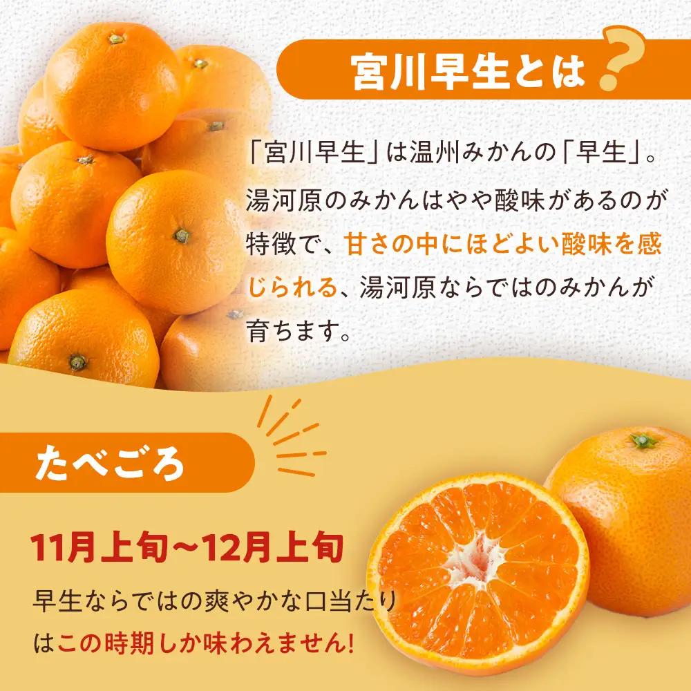 甘みと酸味のバランス抜群・宮川早生みかん　5kg(Mサイズ) 　2026年11月中旬～下旬頃に発送予定| 湯河原町 Mサイズ 5kg 果物 旬 柑橘系 宮川早生みかん