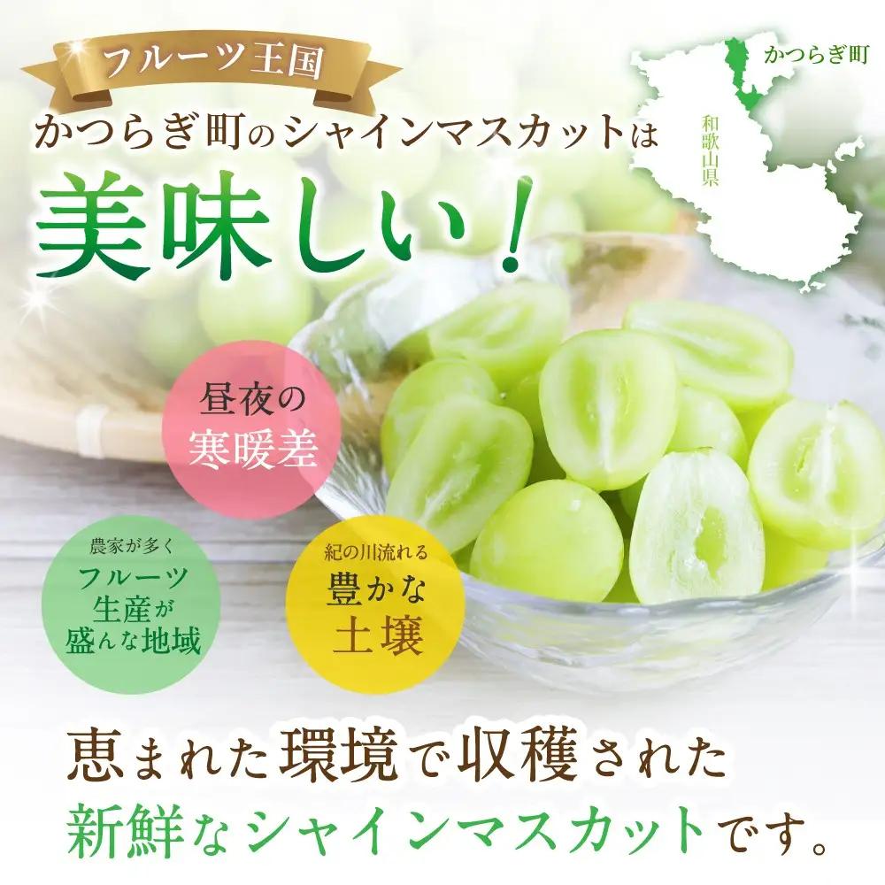 【先行予約】朝摘み シャインマスカット 秀品 2房（約1.2kg）こだわり農家厳選！【2027年8月中旬から9月中旬順次発送予定】） | マスカット ぶどう ブドウ 和歌山 フルーツ 果物 くだもの【