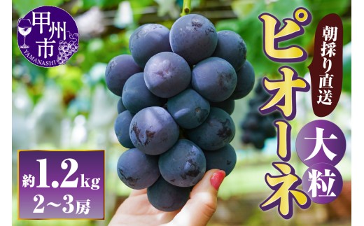 【朝採り直送】大粒ピオーネ（種無し）約1.2kg（2～3房）【2026年発送】（AF）B-451 【ピオーネ ぶどう 葡萄 ブドウ 令和8年発送 期間限定 山梨県産 甲州市 フルーツ 果物】