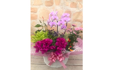 胡蝶蘭 花 寄せ植え ギフト 鉢植え ミディ胡蝶蘭 かご入れ お祝い プレゼント ラッピング 静岡県 藤枝市