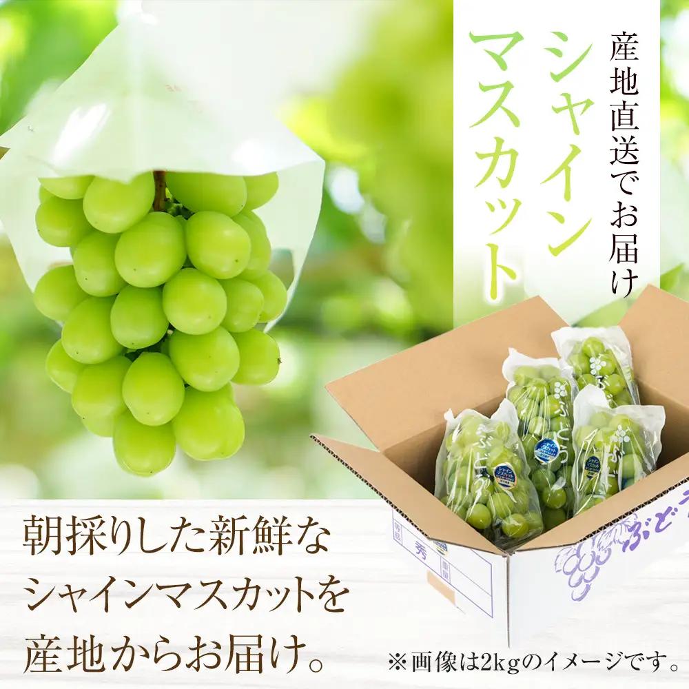 ［先行予約］シャインマスカット 約1kg  (2房～3房) 有田巨峰村 【朝採 新鮮】 ■2026年発送■※8月下旬頃から9月下旬頃まで順次発送予定 | ぶどう シャインマスカット ぶどう