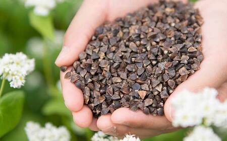 【定期便 6回】松本城そば 4人前 | そば 蕎麦 松本城蕎麦 麺 乾麺 定期 信州 長野県 松本市